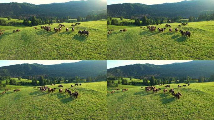 空中: 夏季傍晚的阳光照耀着该国放牧的马群