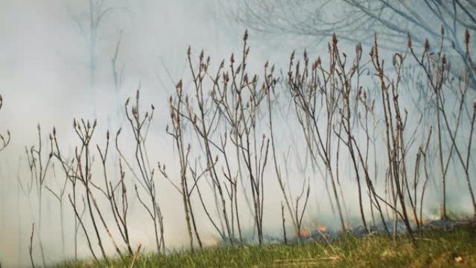 一场野火在郁郁葱葱的绿色森林中蔓延的电影拍摄。