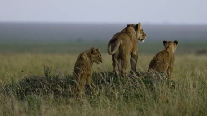 非洲萨凡纳草原母狮和两只可爱的幼崽的特写慢速moiton后视图