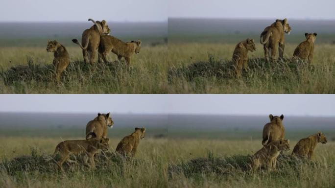 非洲萨凡纳草原母狮和两只可爱的幼崽的特写慢速moiton后视图