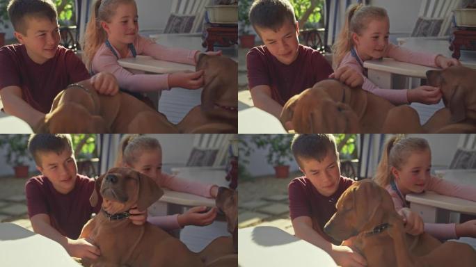 一个男孩和女孩在家里的花园里和他们的脊背小狗玩耍的4k视频片段