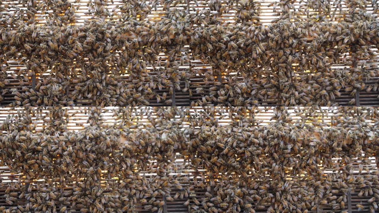 蜂巢蜂蜡上爬行的蜜蜂群的特写