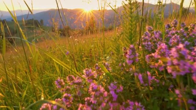 绿色山脉温暖的夏日日落。相机沿着有紫色花朵的灌木丛移动。各种夏季草药，非常适合散步和徒步旅行。万向节