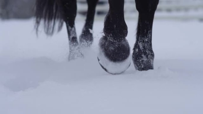 特写，dop: 马蹄踢起新鲜粉末雪的雪花。