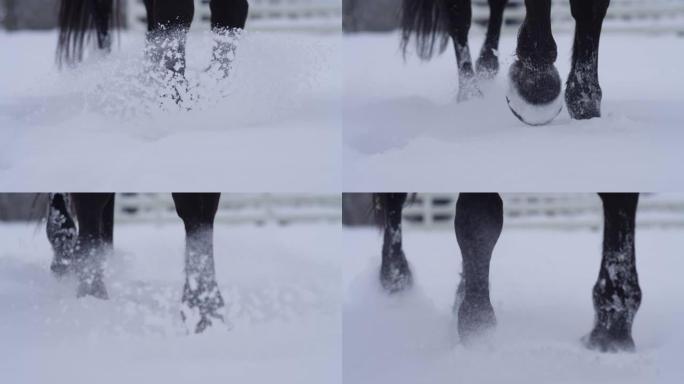 特写，dop: 马蹄踢起新鲜粉末雪的雪花。