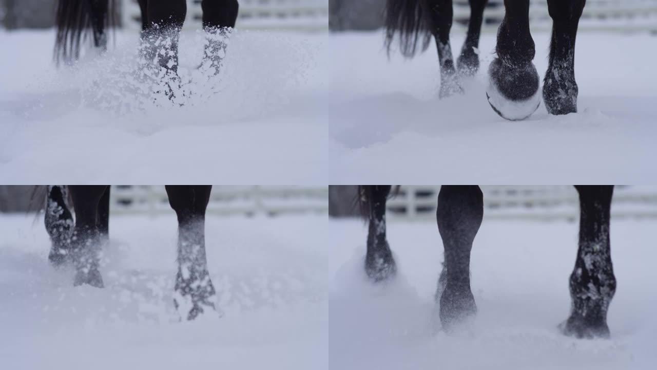 特写，dop: 马蹄踢起新鲜粉末雪的雪花。