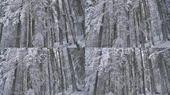 特写: 暴风雨期间，安静的针叶林被新鲜的粉末雪覆盖
