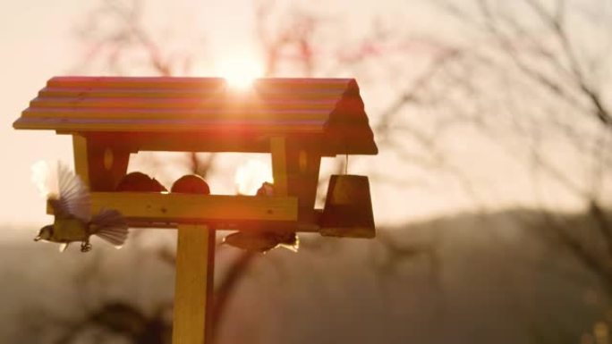 镜头耀斑: 秋天日落时，欧亚五子和蓝色山雀绕着喂食器飞。