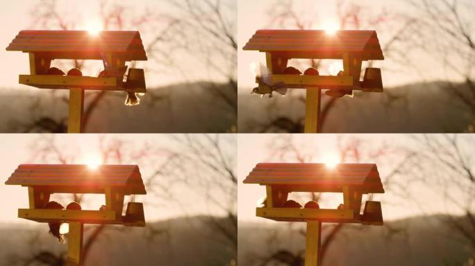 镜头耀斑: 秋天日落时，欧亚五子和蓝色山雀绕着喂食器飞。
