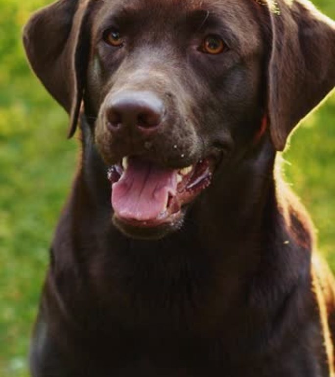 英俊的诺贝尔血统棕色拉布拉多猎犬狗看着相机，在绿色的草坪上玩得开心。在户外阳光明媚的日子里，一只快乐