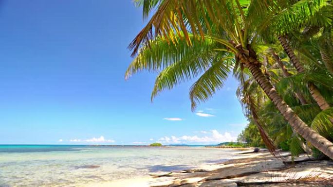 豪华空热带海滩海洋沙滩椰子树阳光