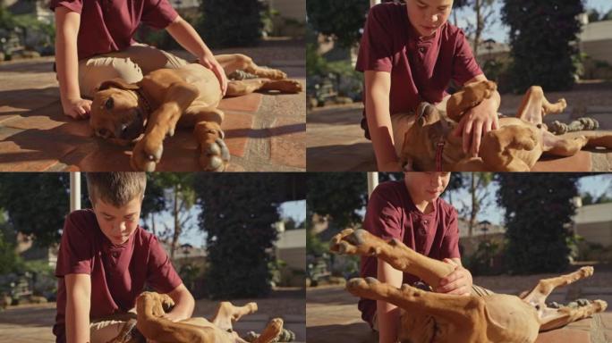 4k视频片段，一个男孩在家里的花园里与他的脊背小狗结为纽带