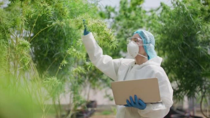 女科学家手持笔记本电脑，在田间检查大麻植物，叶子和花朵，草药概念