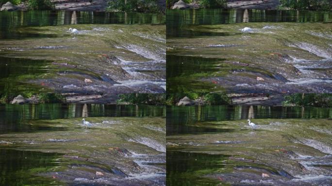 苍鹭在河里钓小鱼慢动作