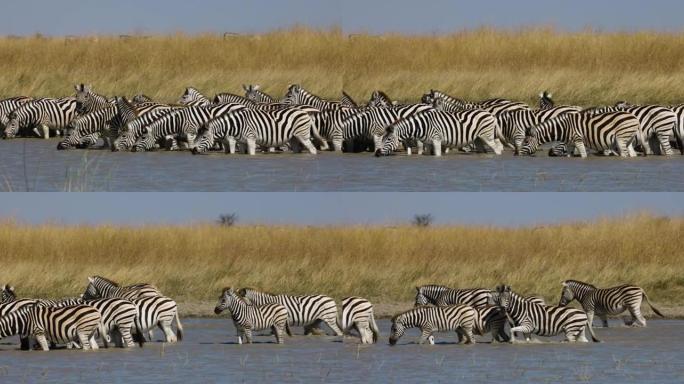 一小群斑马在水坑里喝水的慢动作特写平移视图。斑马迁徙博茨瓦纳