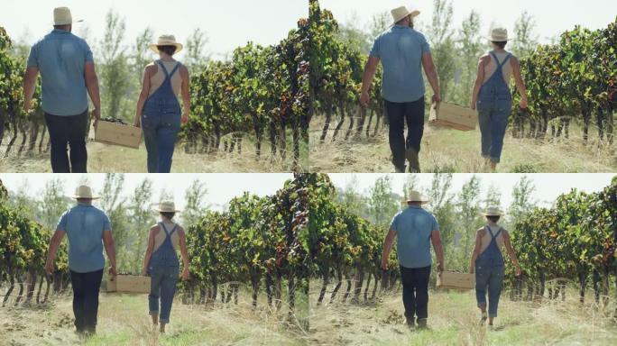 4k录像，两名农民在谈话时拿着一箱刚收获的葡萄