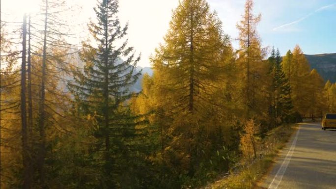 镜头耀斑: 温暖的秋天傍晚阳光照在Tre Cime的五颜六色的树林上