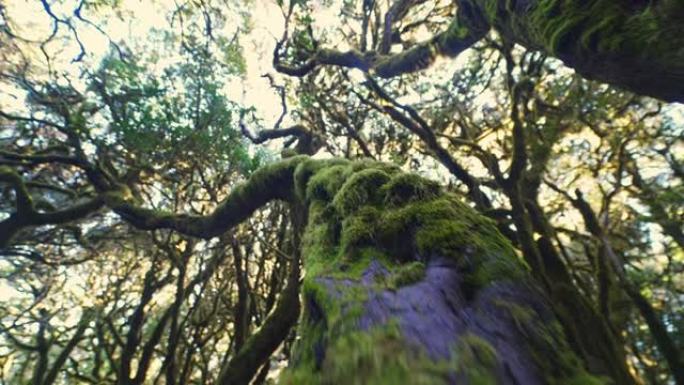 西班牙加那利群岛加拉霍奈国家公园的WS LA苔藓树