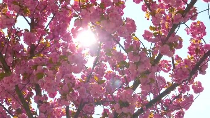特写: 春天阳光明媚的日子里，一棵发芽的树的粉红色花朵打开了