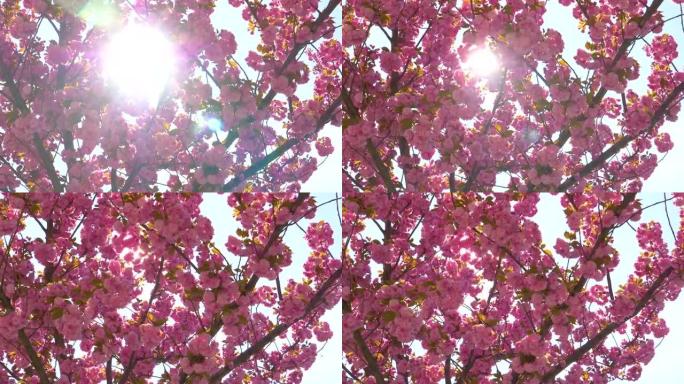 特写: 春天阳光明媚的日子里，一棵发芽的树的粉红色花朵打开了