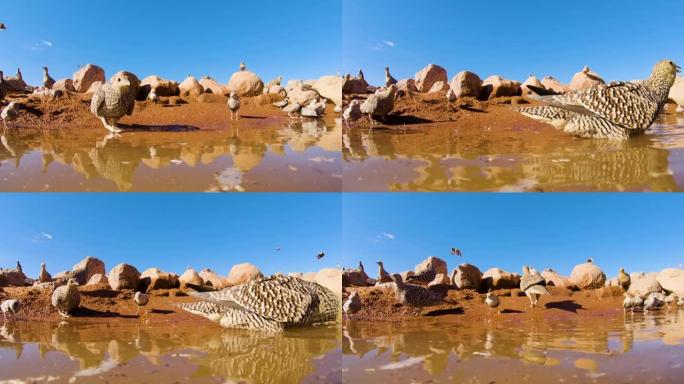 在纳米布沙漠的水坑里喝酒的鸟类的不寻常的低角度视图