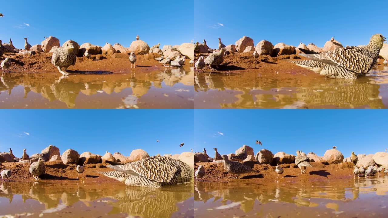 在纳米布沙漠的水坑里喝酒的鸟类的不寻常的低角度视图
