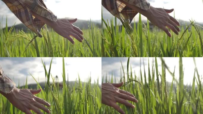金色日落时女性手抚摸和爱抚成熟的水稻植物