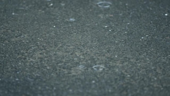 雨后灰色沥青上的飞杨绒毛。