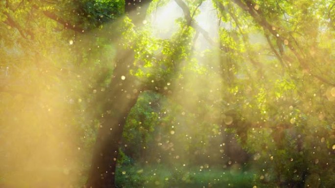 童话森林早期之旅。金尘漂浮在空中，被黎明的阳光照亮。明亮的阳光穿过树的树枝。自然概念的魔力