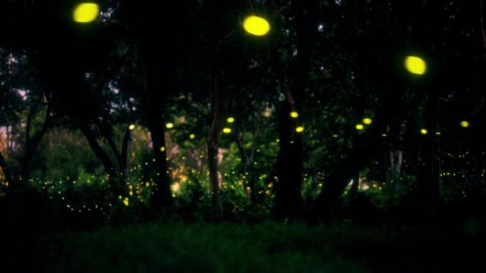 森林里真正的萤火虫