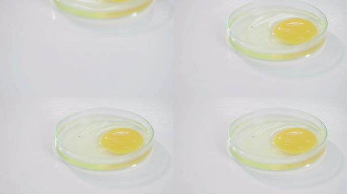 鸡蛋放在实验室桌子上的培养皿里。