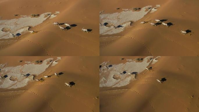 一小群Gemsbok (羚羊) 在纳米布沙漠的红色沙丘上行走的鸟瞰图