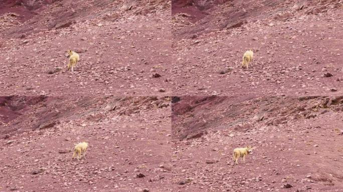 狼在青藏高原上游行走