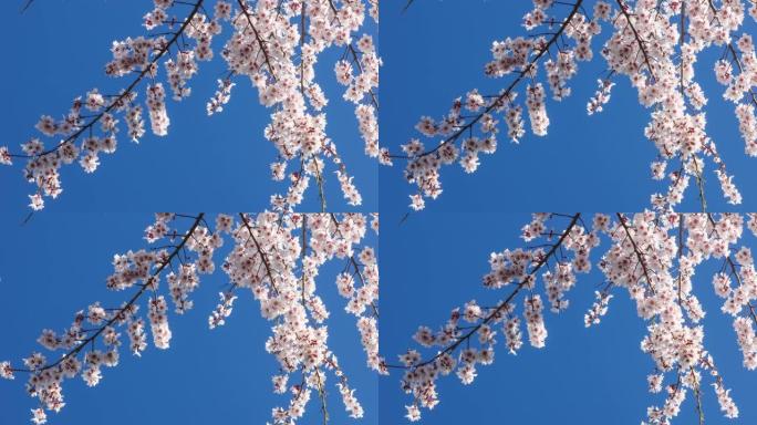 蓝天下的桃花看起来很精致
