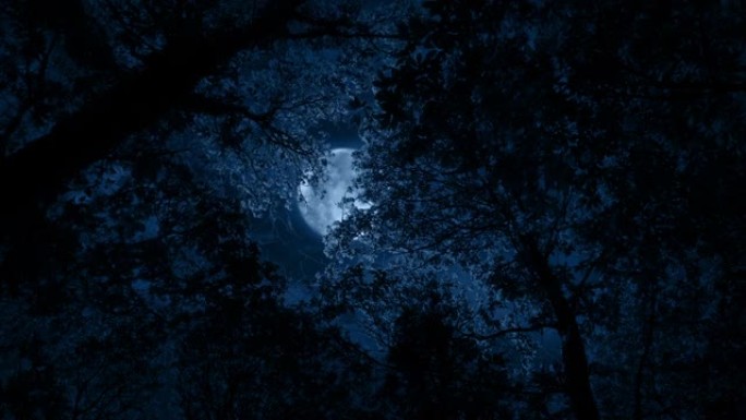 月亮通过树梢发光，照亮了多叶的树枝