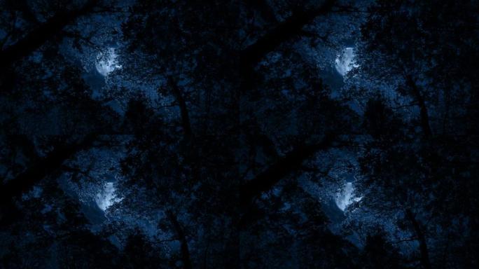 月亮通过树梢发光，照亮了多叶的树枝
