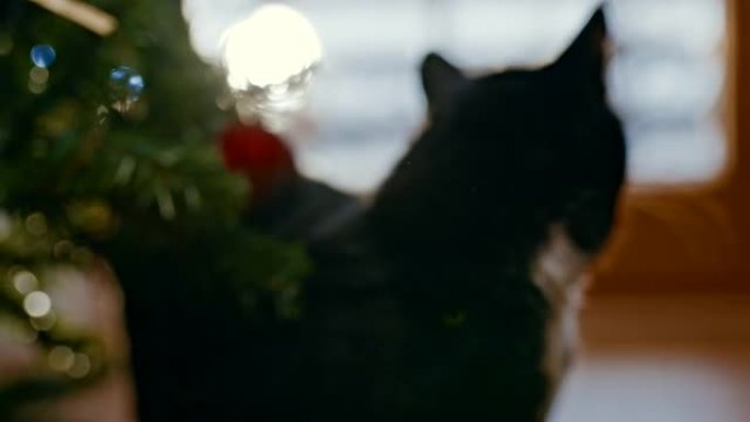 黑猫在圣诞树旁行走的特写镜头