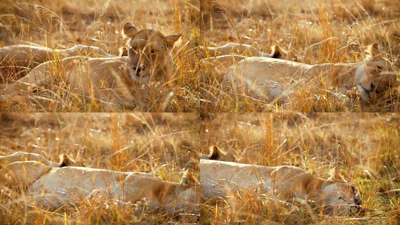 疲惫的狮子躺在阳光明媚的野生动物保护区的草地上睡觉