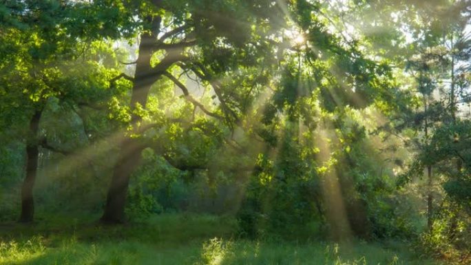 阳光穿过绿色的树枝。神奇的森林，温暖的阳光照亮绿色橡树。万向节高质量镜头