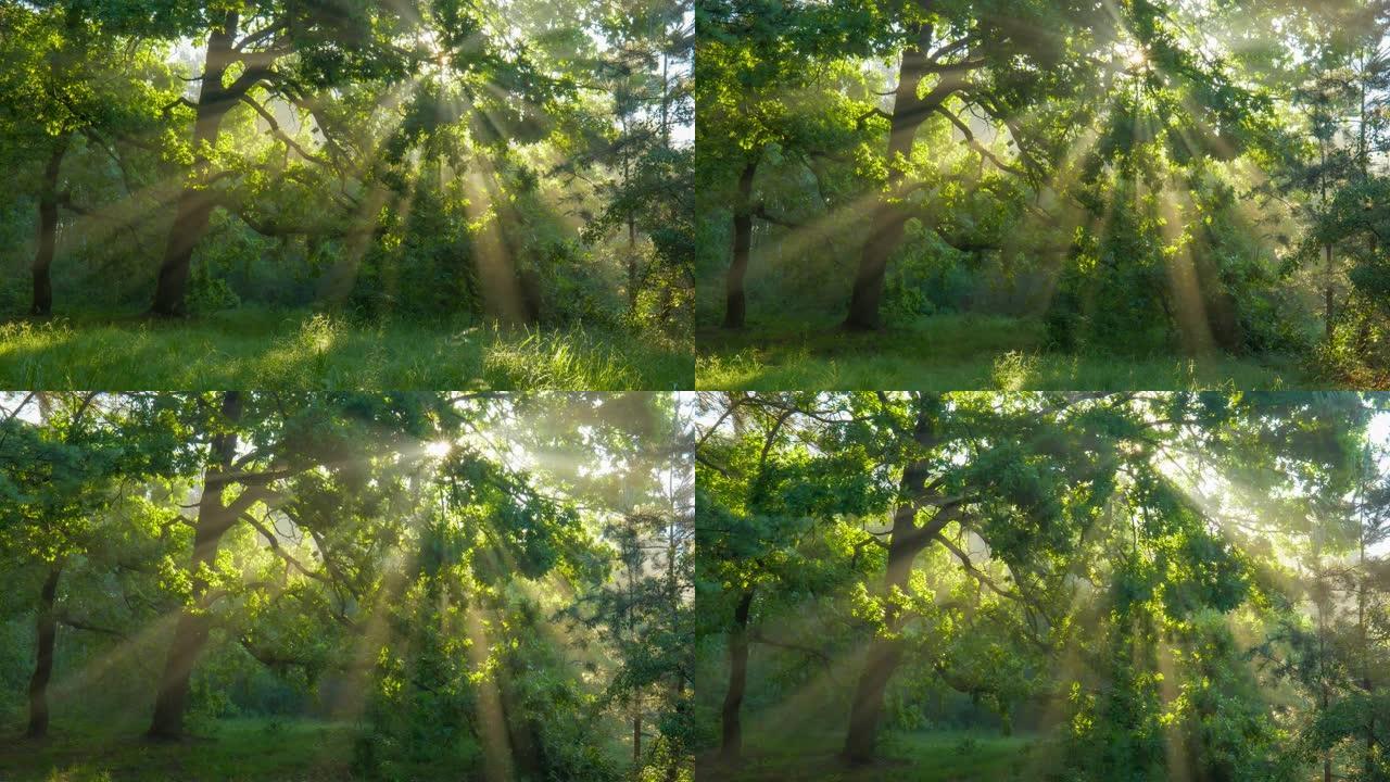 阳光穿过绿色的树枝。神奇的森林，温暖的阳光照亮绿色橡树。万向节高质量镜头