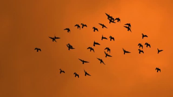 超级SLO MO鸟群在黄昏时飞过天空