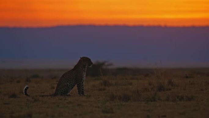 日落时分坐在宁静的野生动物保护区的侧视图豹子