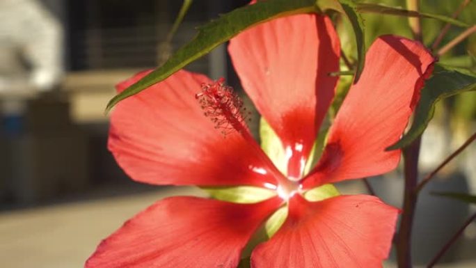 特写，dop: 夏季盛开的芙蓉球菌令人惊叹的红花