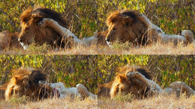 狮子的慢动作之爱唯美自然美丽风景大气意境