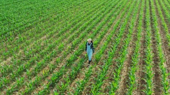 鸟瞰图，农妇走过她的农业玉米田，跪下并检查植物的质量，无人机射击