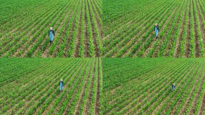 鸟瞰图，农妇走过她的农业玉米田，跪下并检查植物的质量，无人机射击