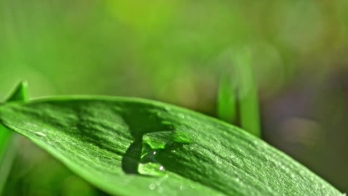 超级SLO MO特写单水滴滴在一大片绿叶上，叶子通过撞击移动
