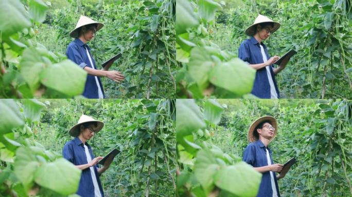 亚洲现代农民记录蔬菜作物的生长