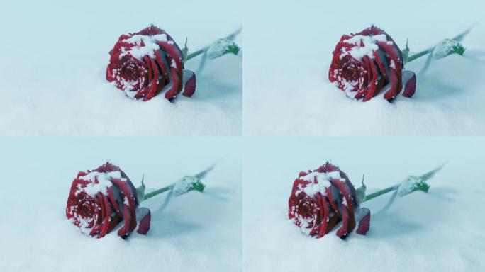 在雪地里传递玫瑰