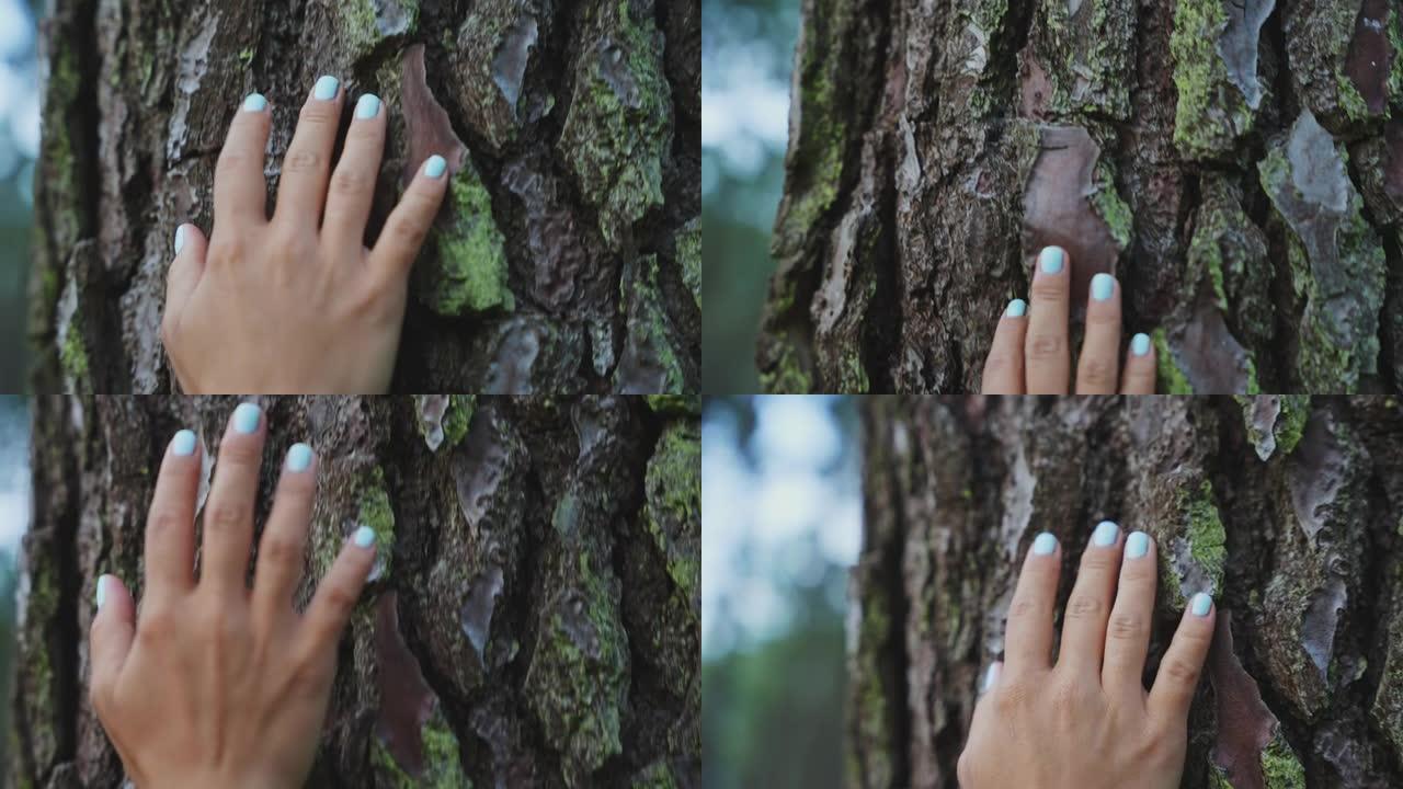 手抚摸松树的树干，慢动作，无法辨认的女性的特写镜头